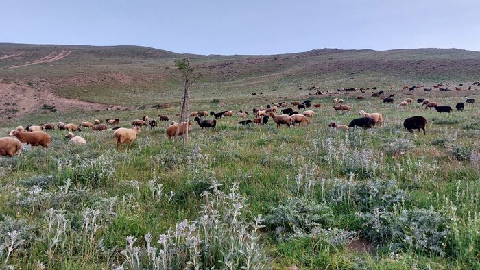 فیلم ا حضور دام در جنگل و مرتع مازندران تهدیدی برای محیط زیست