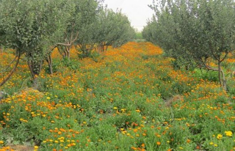 فارس، پایتخت طلای قهوه‌ای ایران در نبرد با کم‌آبی