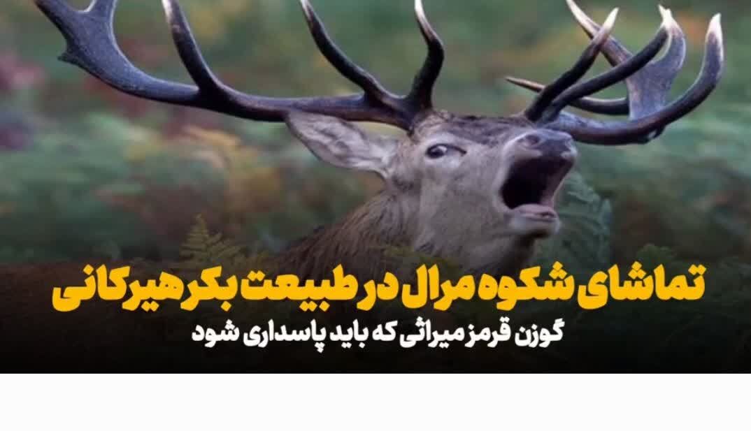 فیلم| تماشای شکوه «مرال» در قلب هیرکانی