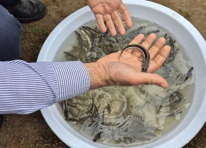 مدیرکل شیلات گیلان: یک میلیون بچه ماهی خاویاری در دریای خزر 