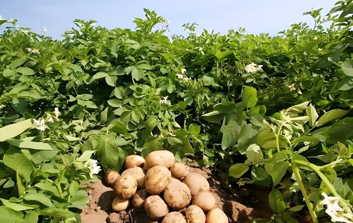 اخبار کوتاه از غرب اصفهان