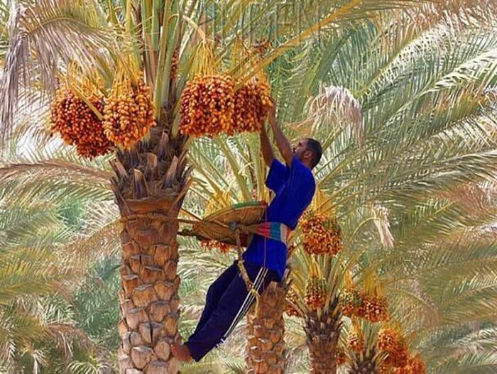 رطب نوبرانه «آلمهتری» میناب به بازار آمد