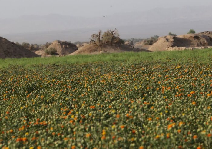 گلرنگ، گیاهی کم توقع و سود آور برای کشاورزان کرمان