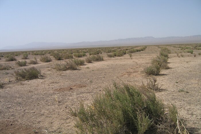پیشروی بیابان در خراسان جنوبی؛ مهار بحران در تنگنای اعتبار