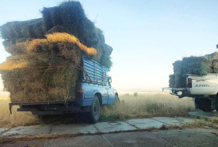 نذر علوفه برای گوزن زرد