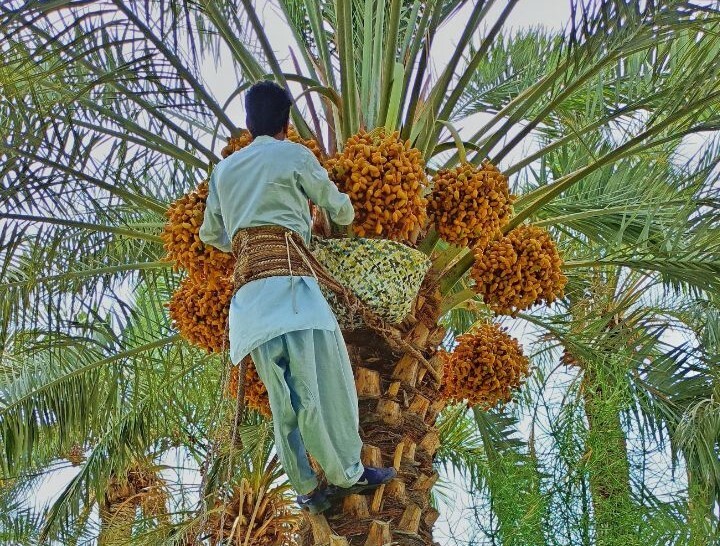 تکمیل نهضت ملی مسکن و صنایع تبدیلی خرما؛ مطالبه توسعه‌ای فنوج