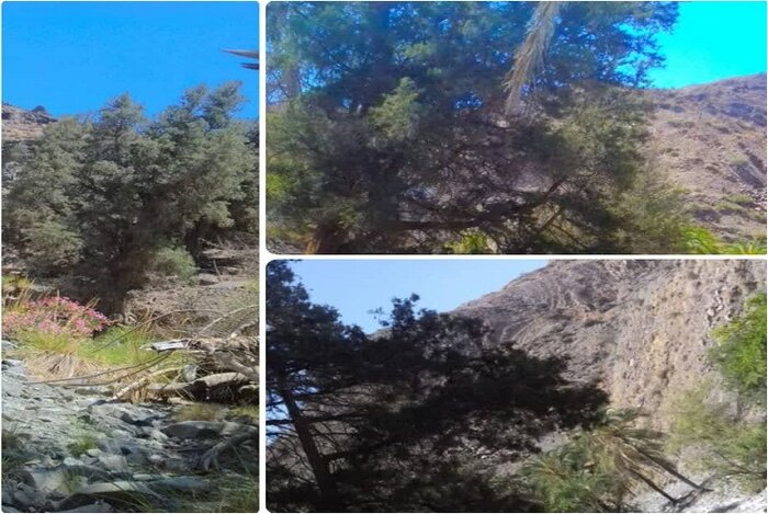 خطر نابودی سروهای کهنسال «زربین» در بشاگرد