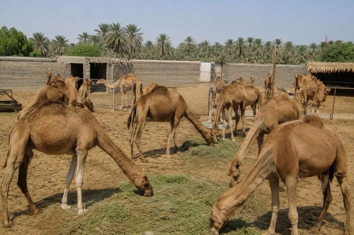 شترداری در خاش؛ ظرفیت بومی برای رونق تولید در دل خشکسالی