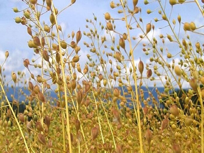 آخرین سنگر در برابر خشکسالی