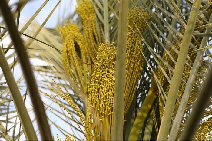 طعمهای نخلستان هرمزگان؛ از پیارمِ لوکس تا خنیزیِ شیرین