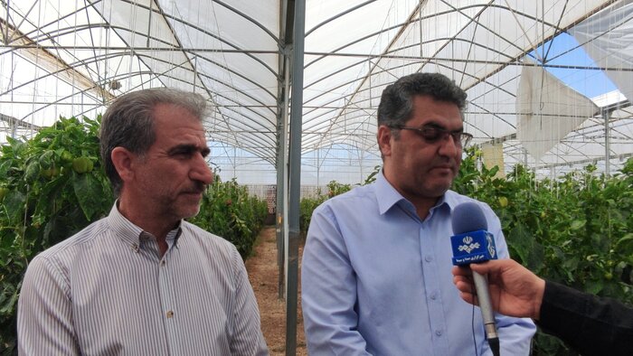 ۲۵۰ میلیارد تومان برای توسعه گلخانههای ایلام سرمایهگذاری میشود