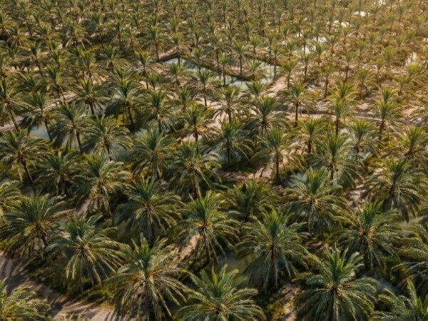 خرمای سیستان و بلوچستان؛ مزیت راهبردی ایران برای توسعه صادرات غیرنفتی