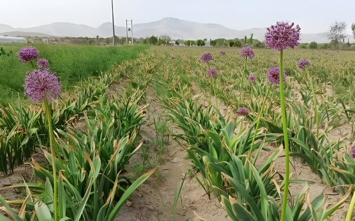 اخبار کوتاه از غرب اصفهان