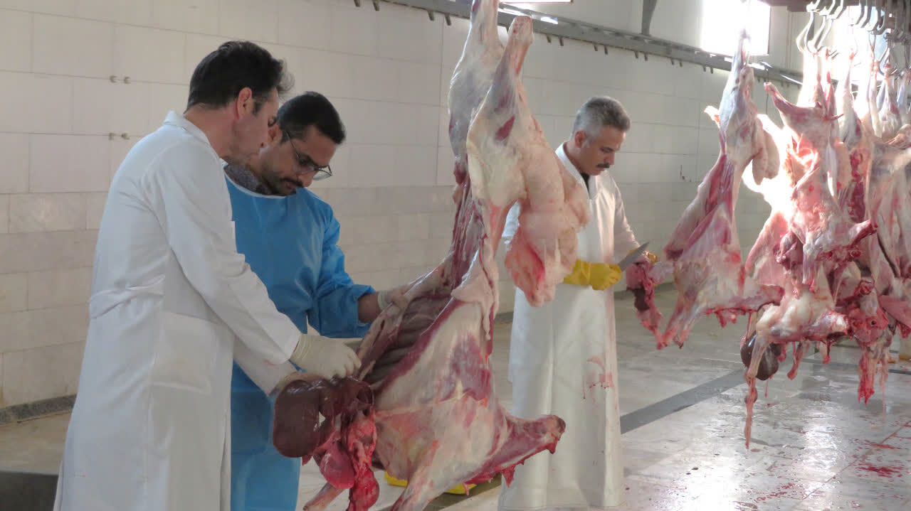 1,079 sacrificial animals in Zanjan placed under veterinary supervision