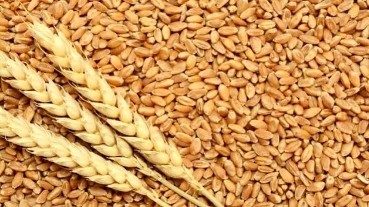 بیش از ۱۳ هزار تن بذر گندم گواهیشده در بوشهر تولید شد