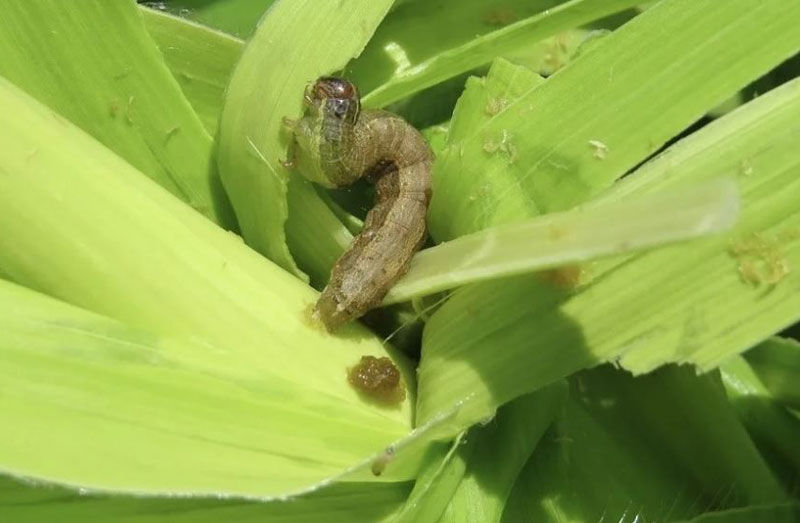11,000 hectares of Isfahan farms monitored for autumn armyworm control
