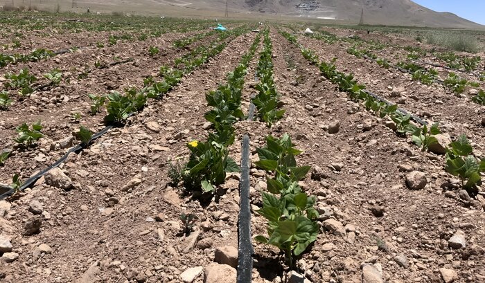 اخبار کوتاه از غرب اصفهان