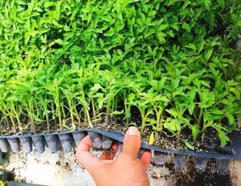 تولید نشای گوجهفرنگی در گلخانههای استان بوشهر آغاز شد