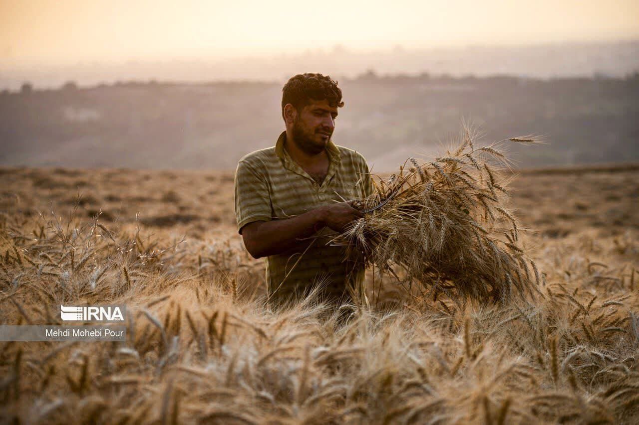 Government Owes 90 Trillion Rials to Qazvin Wheat Farmers