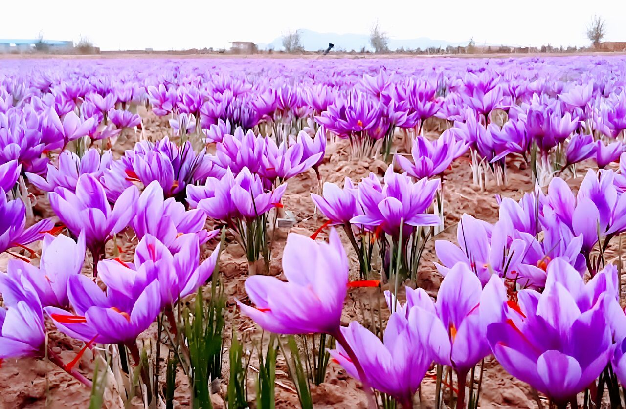 Golpayegan, the country's first model farm for saffron onion production