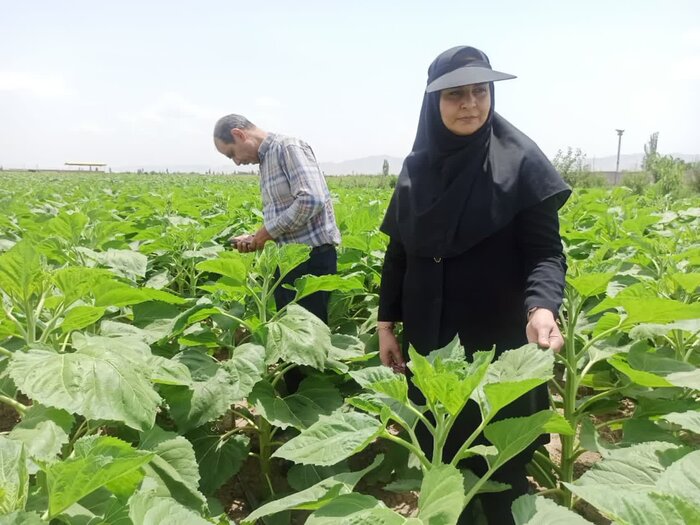 مرند برداشت ۸ هزار تن آفتابگردان را پیش‌بینی می‌کند