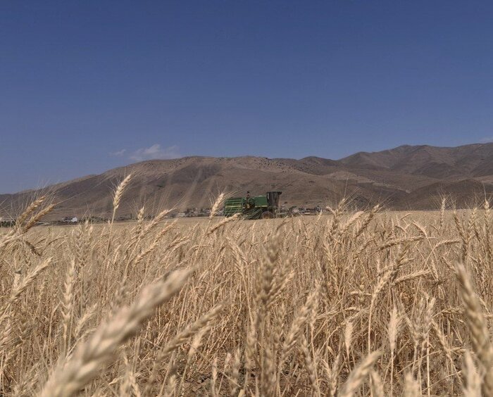 از اصلاح الگوی کشت تا مدیریت تنش آبی: تجربه گلستان در مسیر بهرهوری آب
