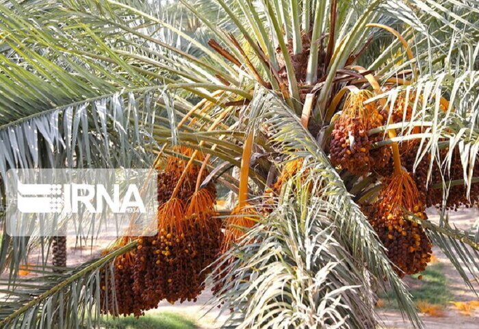 پیش‌بینی تولید سه و نیم میلیون تنی تولیدات باغی در فارس