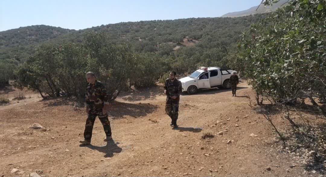 ۶ هزار هکتار جنگل دست کاشت در همدان ایجاد شده است