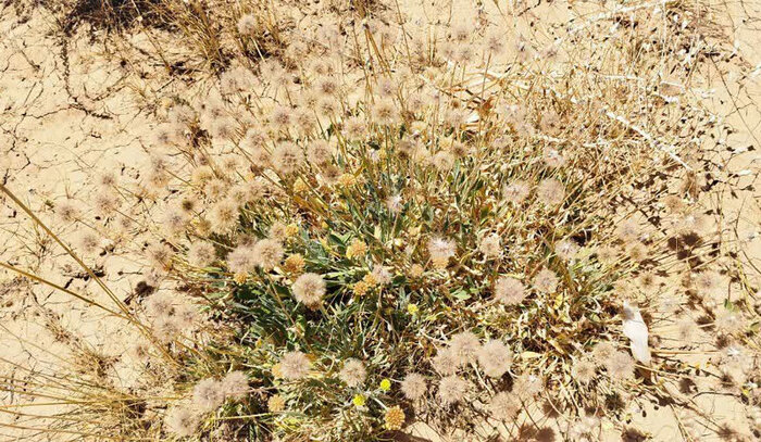 احیای مراتع سمیرم زیر سایه مدیریت علمی