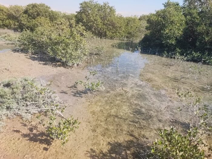 جنگ و مرگ مانگروها؛ ضرورت مداخله مجامع بینالمللی
