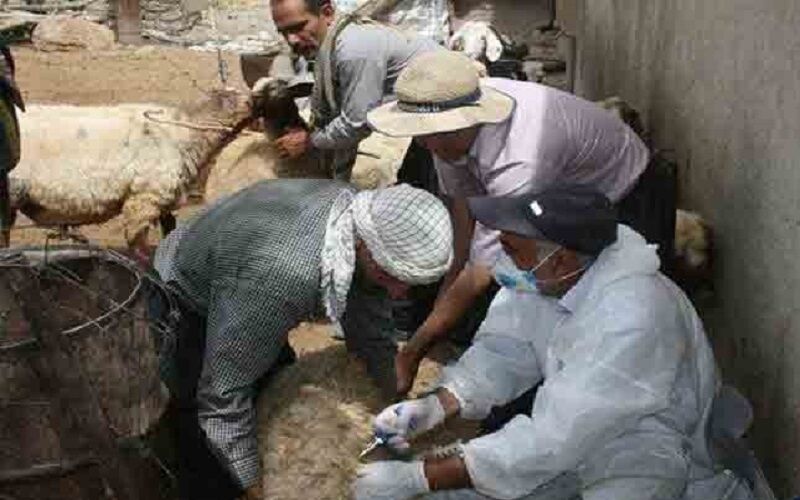 بیش از ۶۰ درصد بیماریهای انسان منشا حیوانی دارد؛ خطر شیوع در فارس بالاست