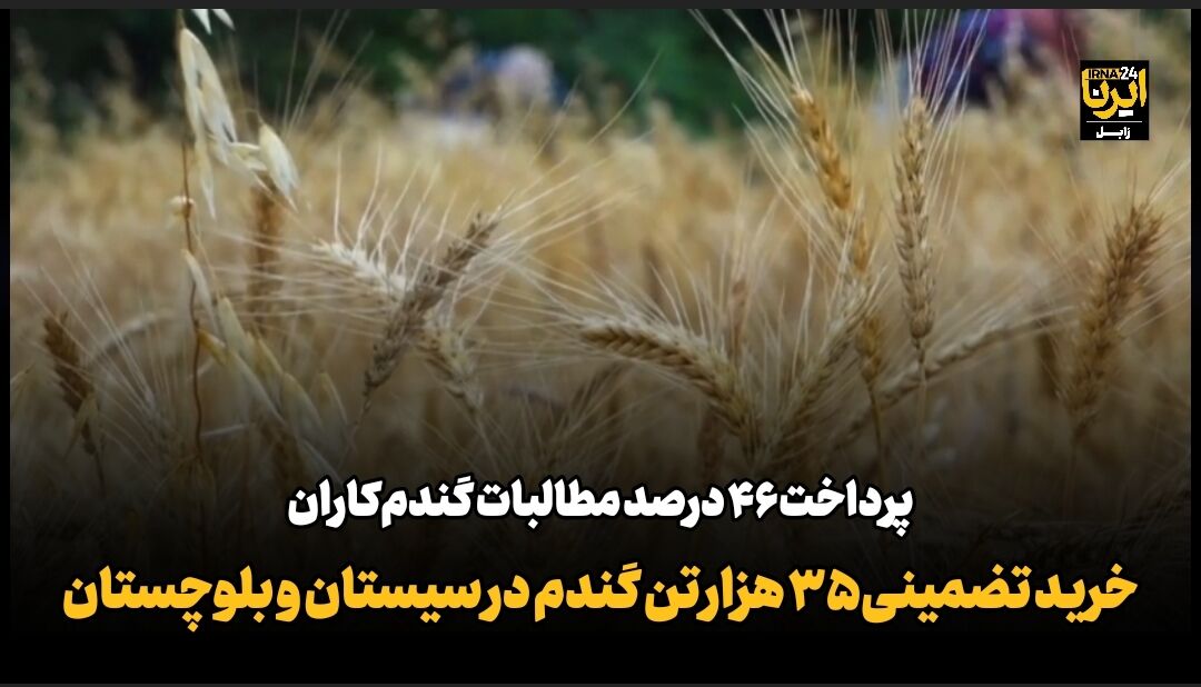فیلم| خرید تضمینی ۳۵ هزار تن گندم در سیستان و بلوچستان؛ پرداخت ۴۶ درصد مطالبات گندمکاران