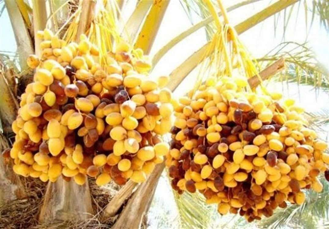 نوبرانه نخلستانهای بوشهر به بازار آمد نوبرانه نخلستانهای بوشهر به بازار آمد