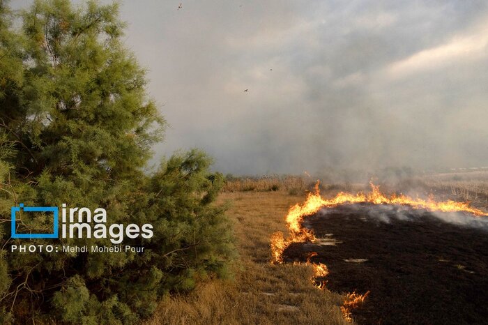 میانکاله خسته از آتش سوزی های سریالی