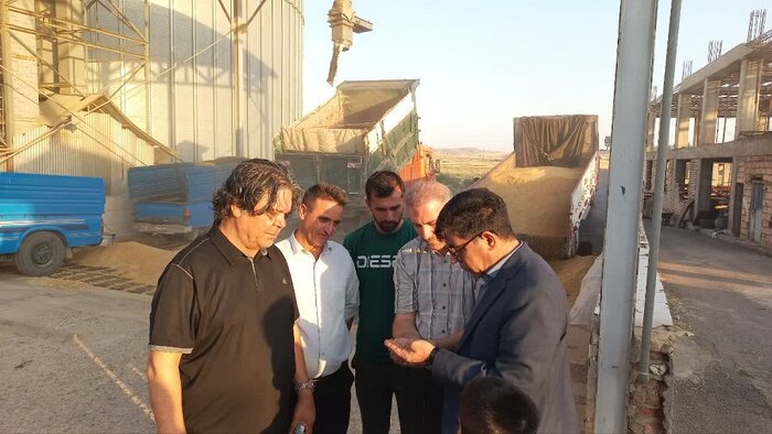 تولید 40 درصد گندم آذربایجانشرقی در هشترود