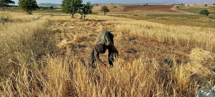 برداشت سنتی گندم و حکایتِ دستهای پینهبسته