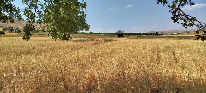 برداشت سنتی گندم و حکایتِ دستهای پینهبسته