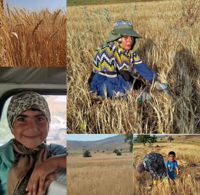 حکایتِ دستهای پینهبسته برداشت سنتی گندم