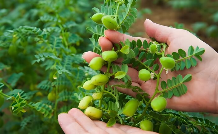 اخبار کوتاه از غرب اصفهان
