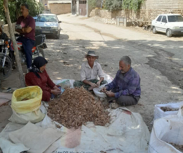 زعفران، طلای سرخ وامنان؛ از دل زمینهای کمبازده تا چرخش چرخ اقتصاد روستا