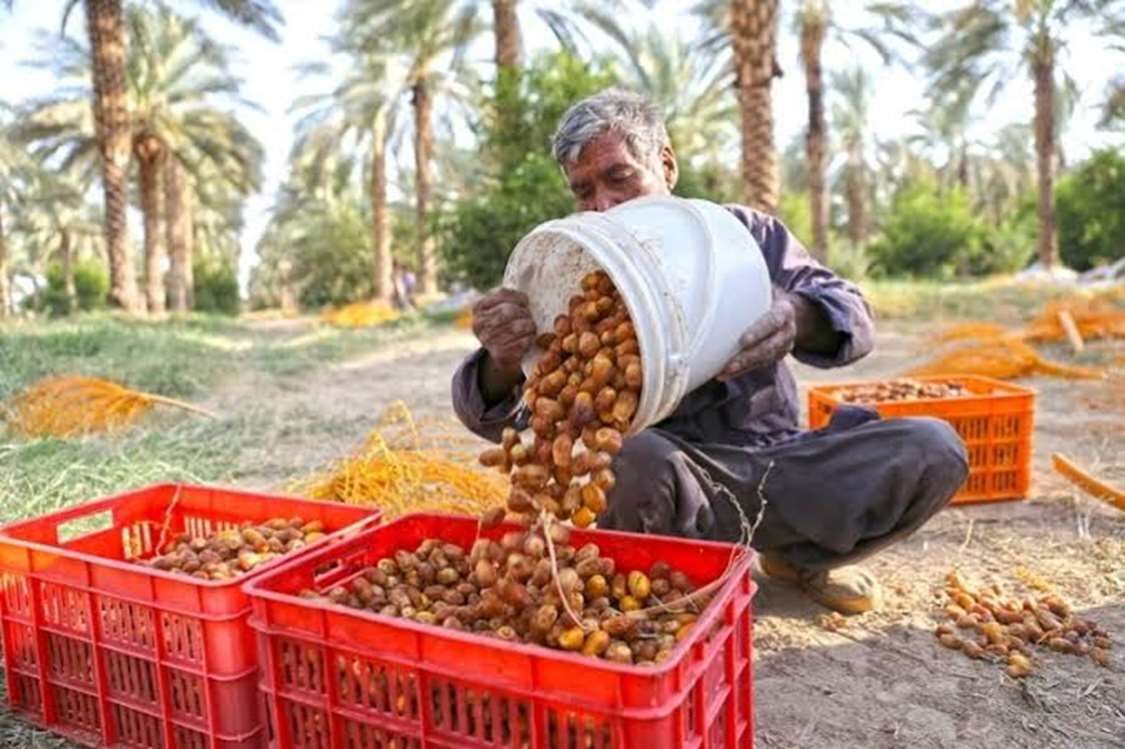 افزایش ۲۰ هزار تنی تولید خرما در بوشهر پیشبینی شد افزایش ۲۰ هزار تنی تولید خرما در بوشهر پیشبینی شد
