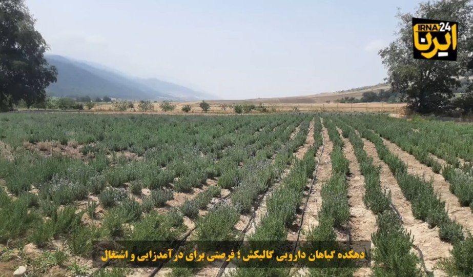 فیلم| دهکده گیاهان دارویی گالیکش؛ فرصتی برای درآمدزایی و اشتغال