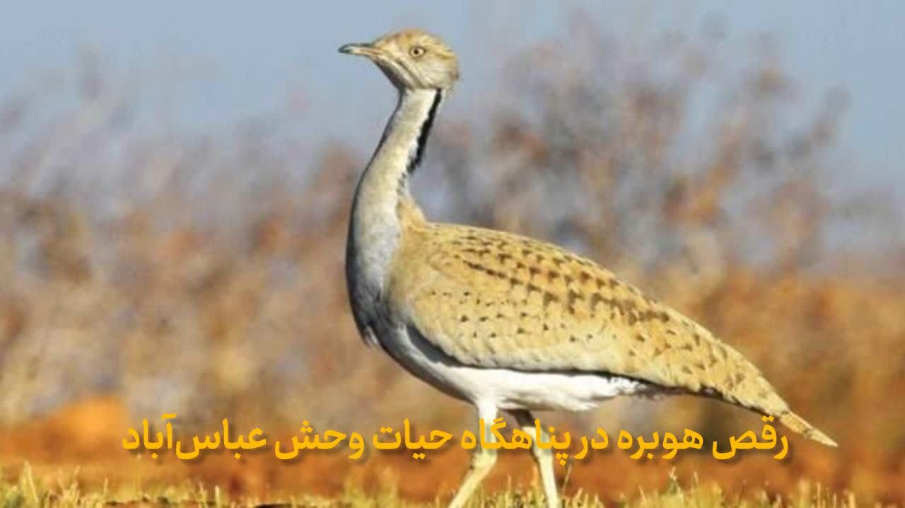 فیلم| رقص «هوبره» در پناهگاه حیات وحش «عباس‌آباد»