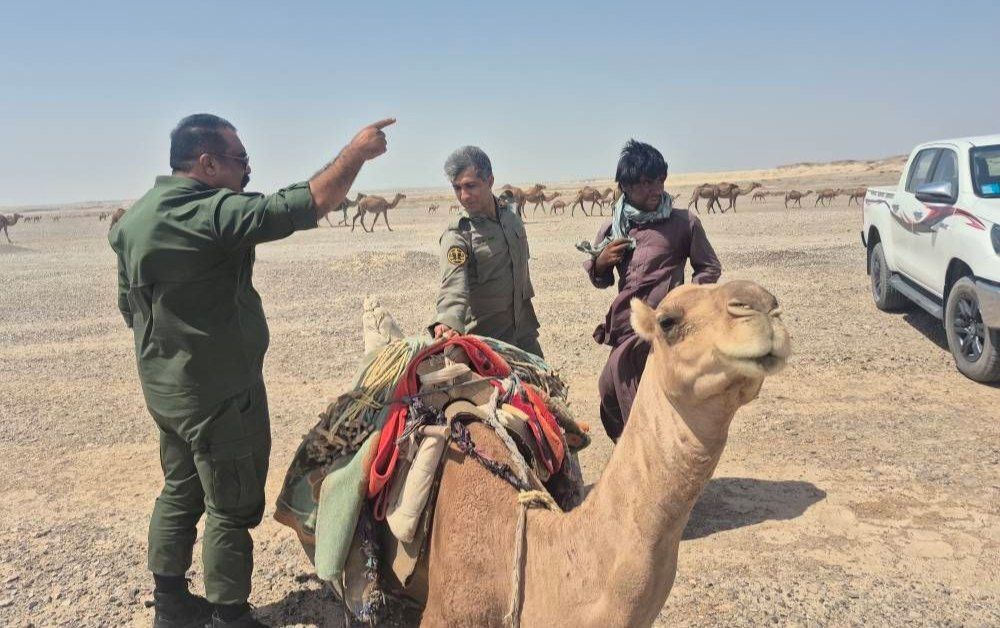 خروج ۲۷۰ شتر از بستر تالاب هامون صابوری سیستان خروج ۲۷۰ شتر از بستر تالاب هامون صابوری سیستان