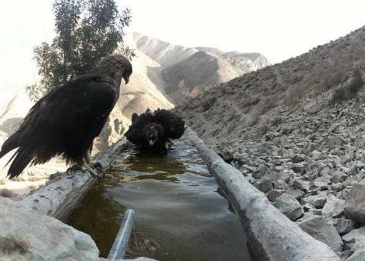 زنگ خطر کمآبی در دماوند؛ احتمال انتقال آب از خارج حوزه