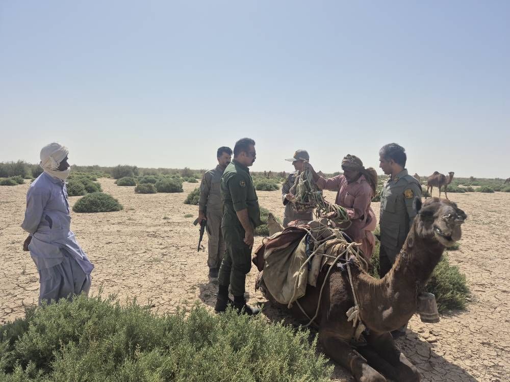 ۲۷۵ نفر شتر از بستر تالاب هامون خارج شدند ۲۷۵ نفر شتر از بستر تالاب هامون خارج شدند