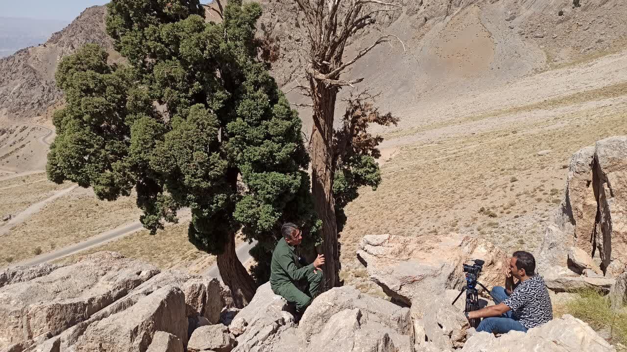 ارس؛ درختی که ۱۱ سال دوربین را به دنبال خود کشاند