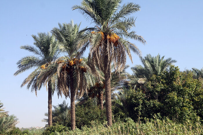 آغاز برداشت خرما از نخیلات قصرشیرین و جای خالی از صنایع تبدیلی