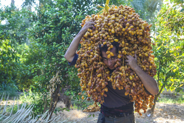 آغاز برداشت خرما از نخیلات قصرشیرین و جای خالی از صنایع تبدیلی