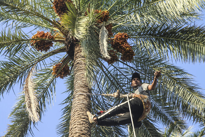 آغاز برداشت خرما از نخیلات قصرشیرین و جای خالی از صنایع تبدیلی